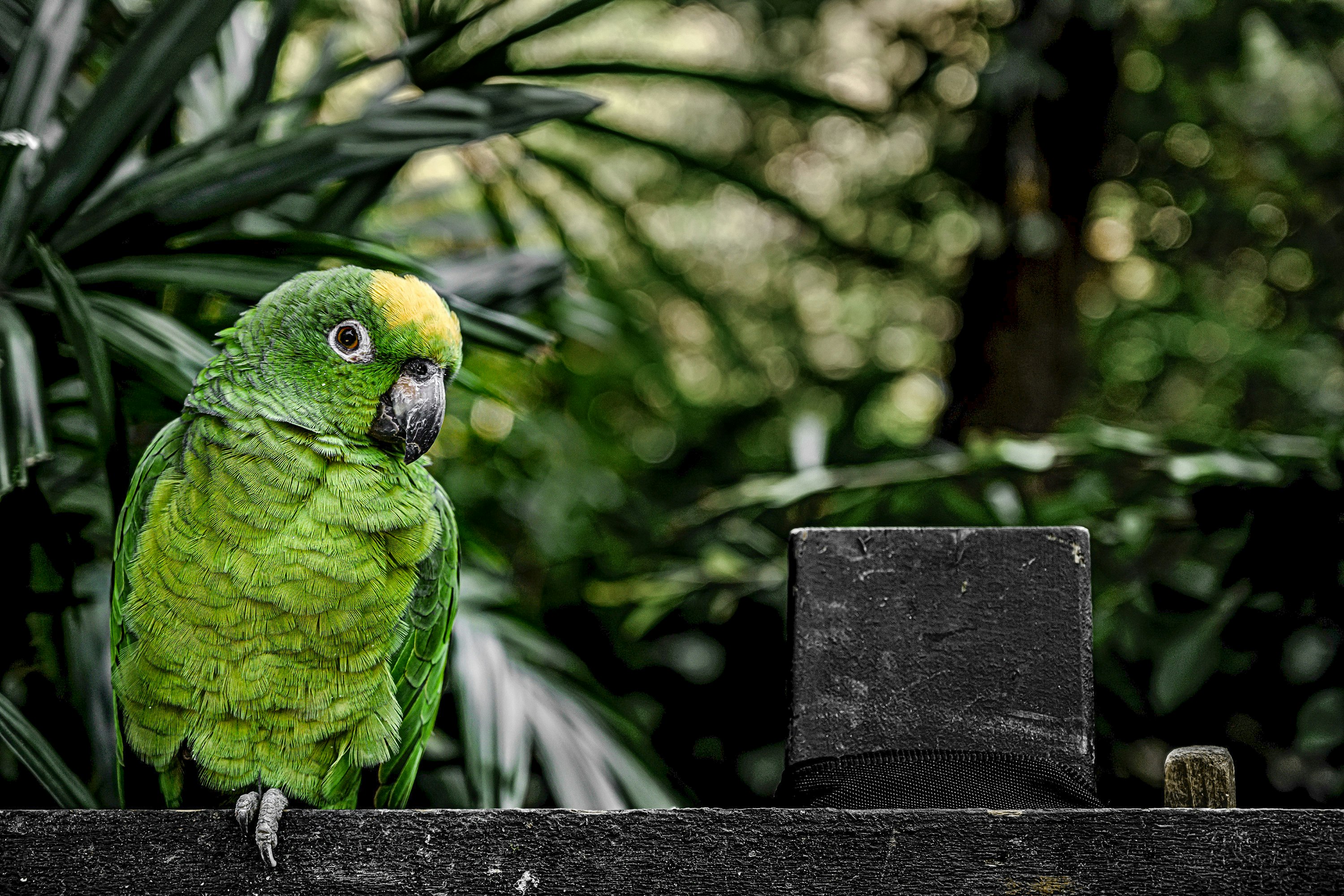 green parrot